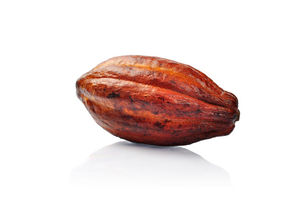 Cacao